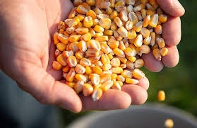 Sweet-corn-seeds.jpg